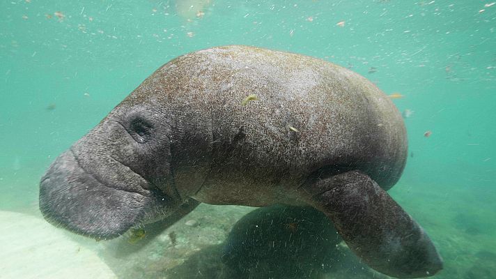 Somos Documentales - Rápidos y lentos