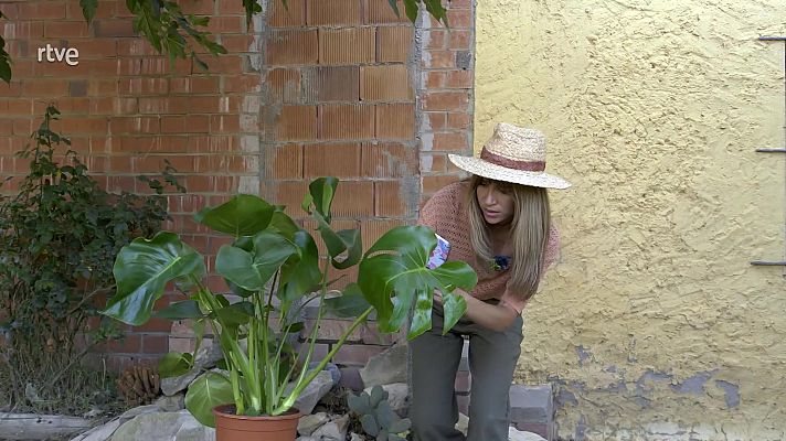 Va de verd - La monstera