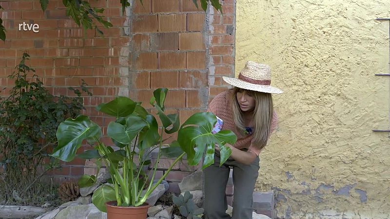 Va de Verd - La monstera: una planta gens monstruosa - Veure ara