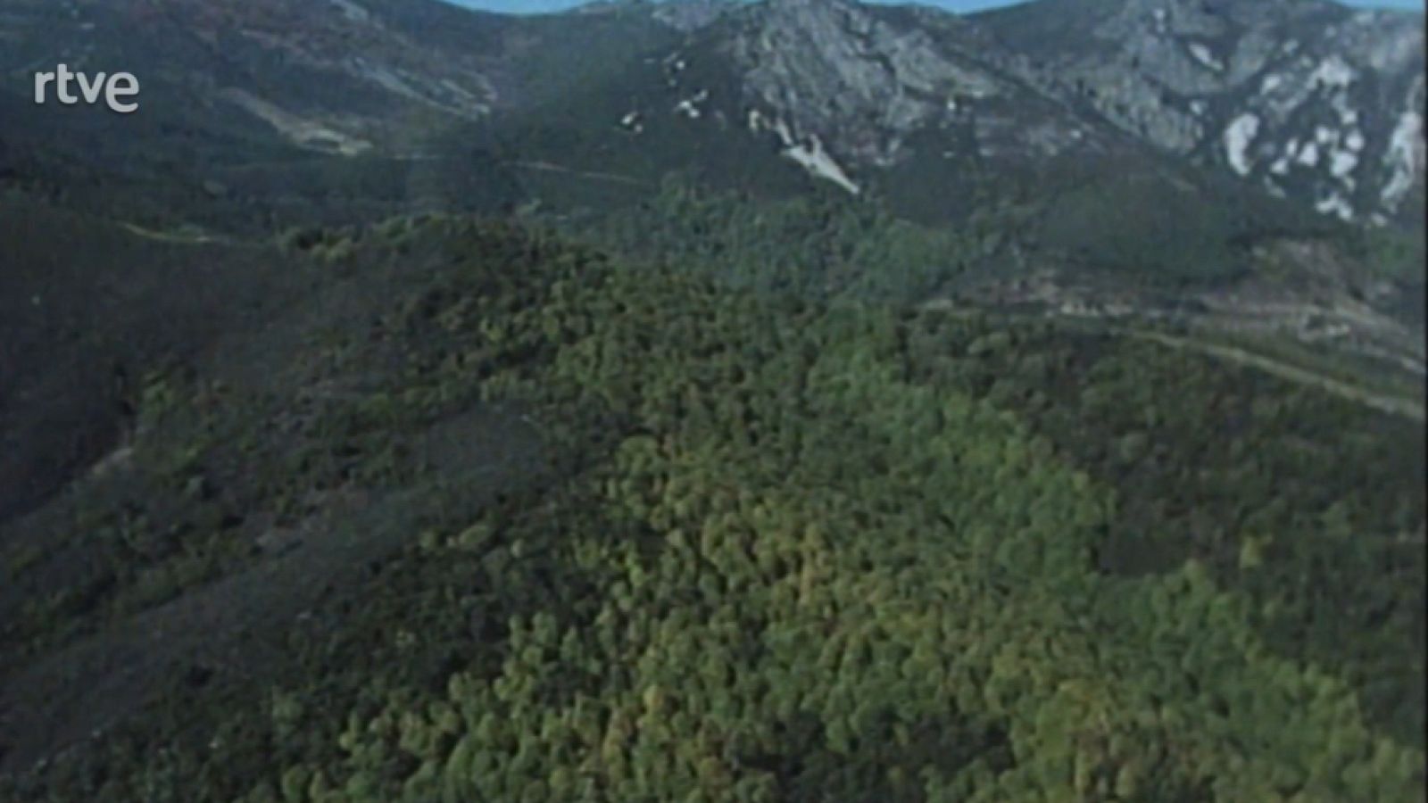 Nuestros árboles - El castaño