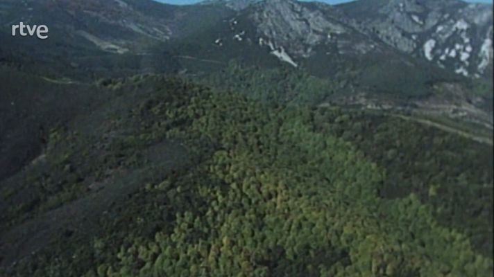 Nuestros árboles - El castaño