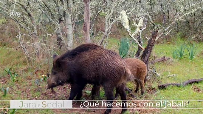 Jara y sedal - ¿Qué hacemos con el jabalí?