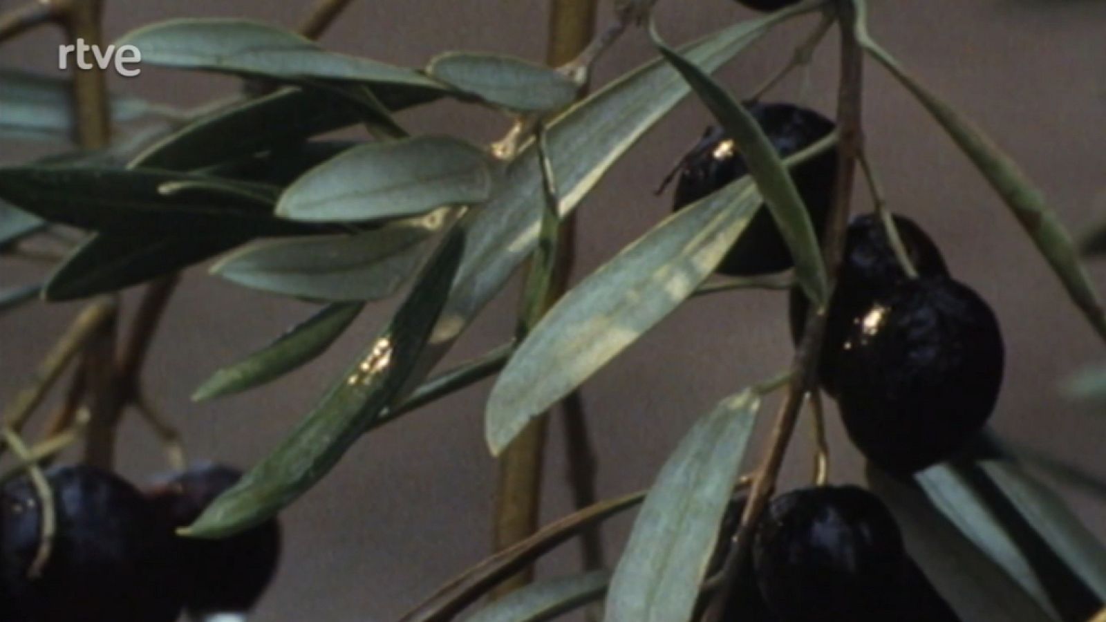 Nuestros árboles - El olivo