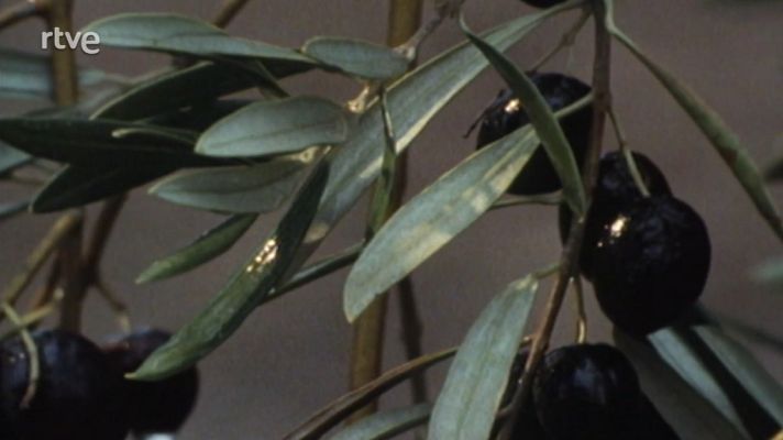 Nuestros árboles - El olivo