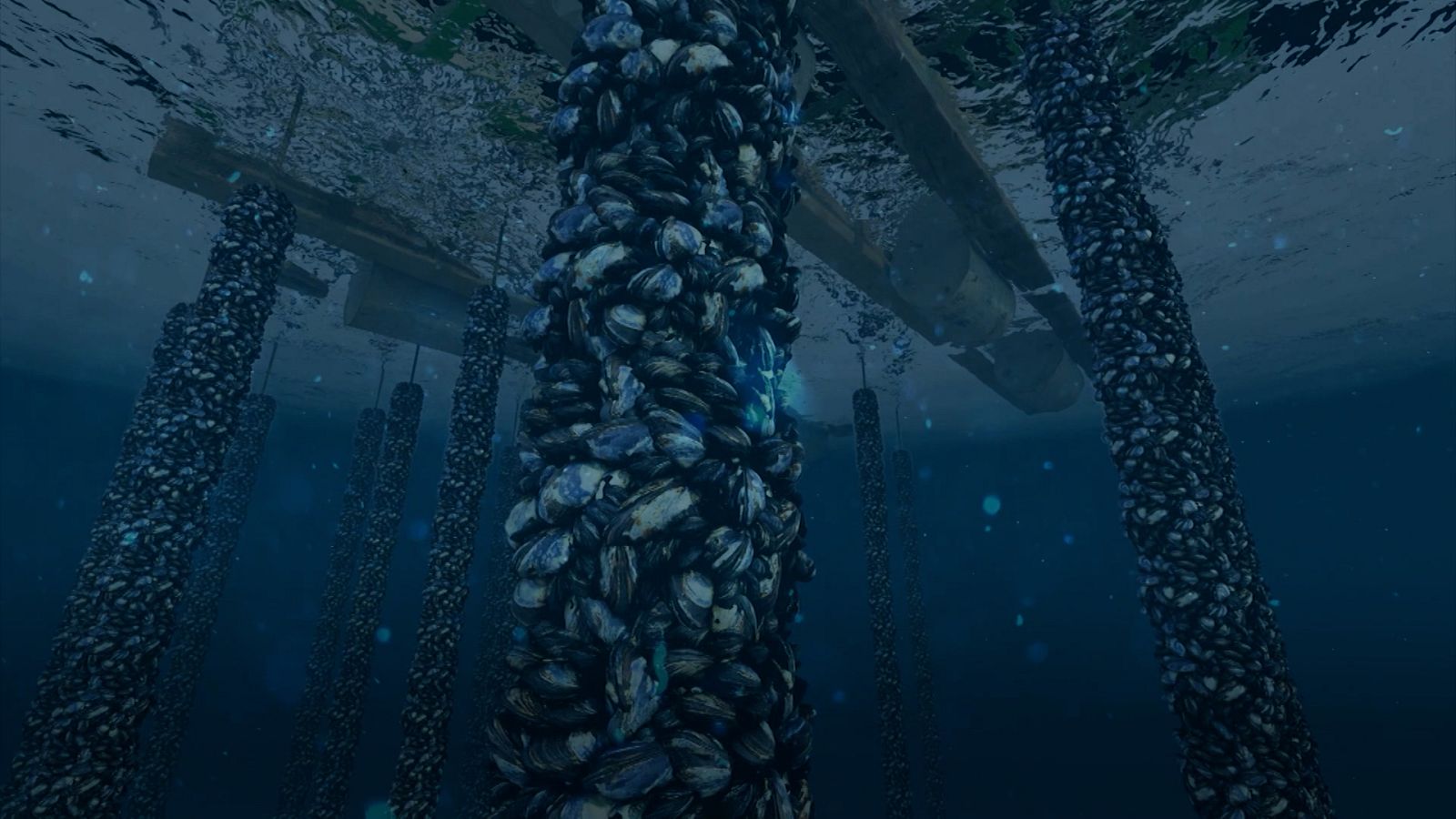 Acuicultura: la solución a los micro plásticos