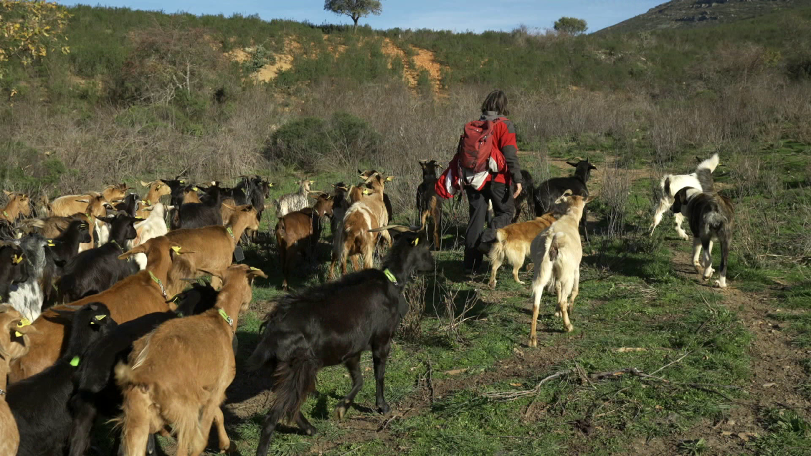 Desafío Digital - Pastora digital - Ver ahora