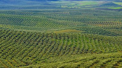 Promoci�n del aceite en Brasil - Ver ahora