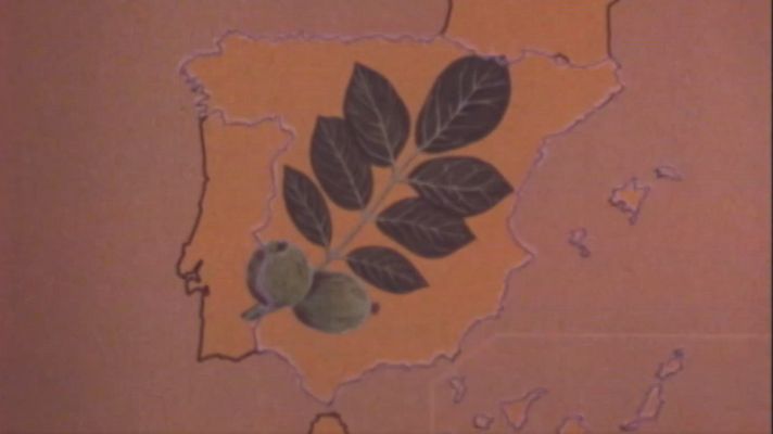 Nuestros árboles - El nogal