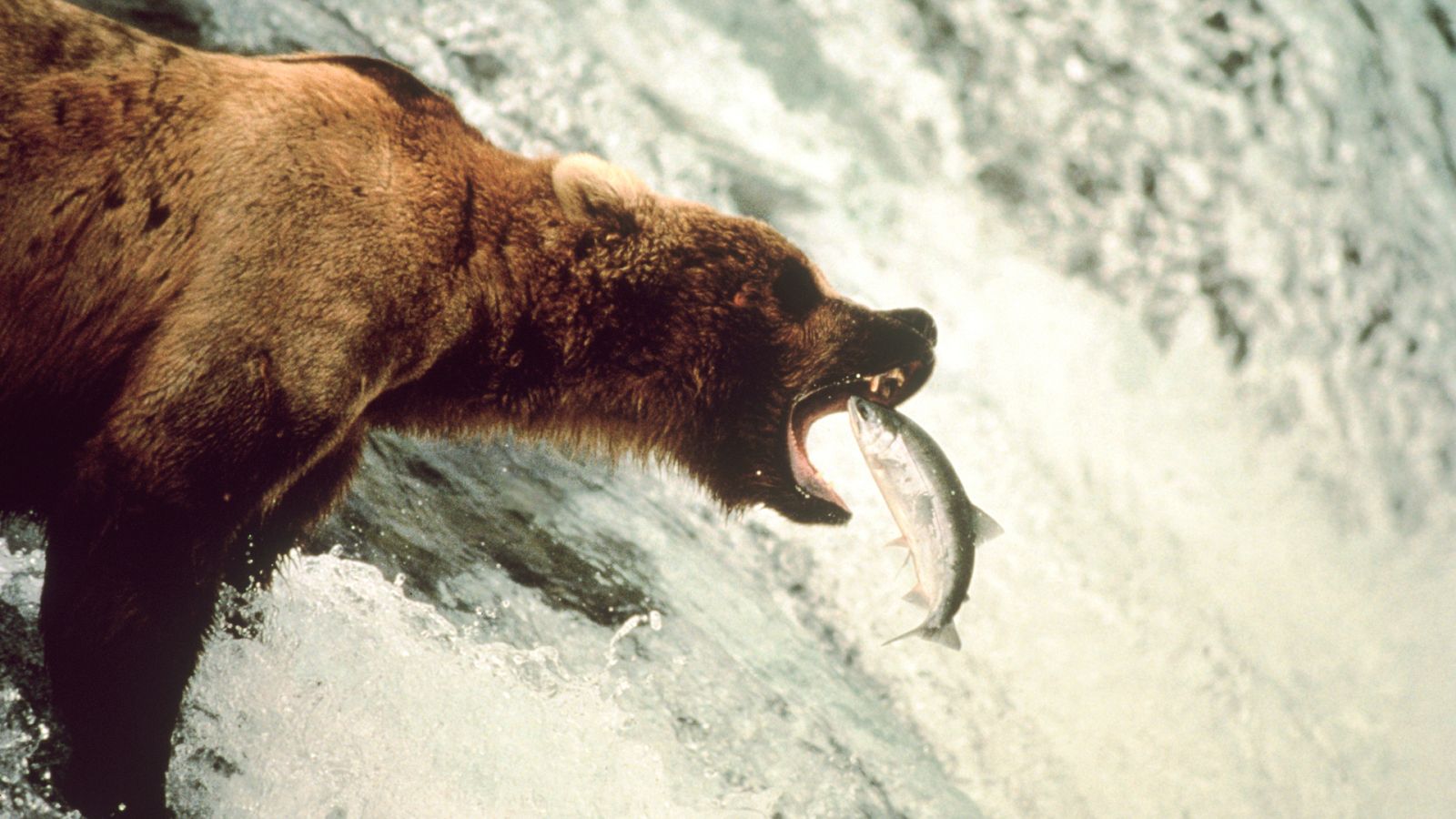 ¡Qué animal! - Morir para vivir - ver ahora