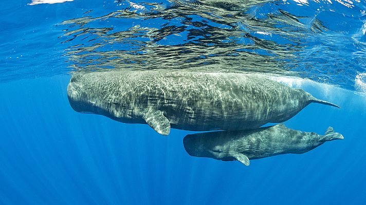 El Mediterráneo, la vida bajo el asedio - Cuidar a los seres vivos