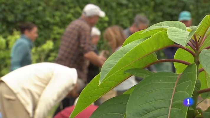 L'Informatiu - Els horts terapèutics milloren el benestar de la gent gran