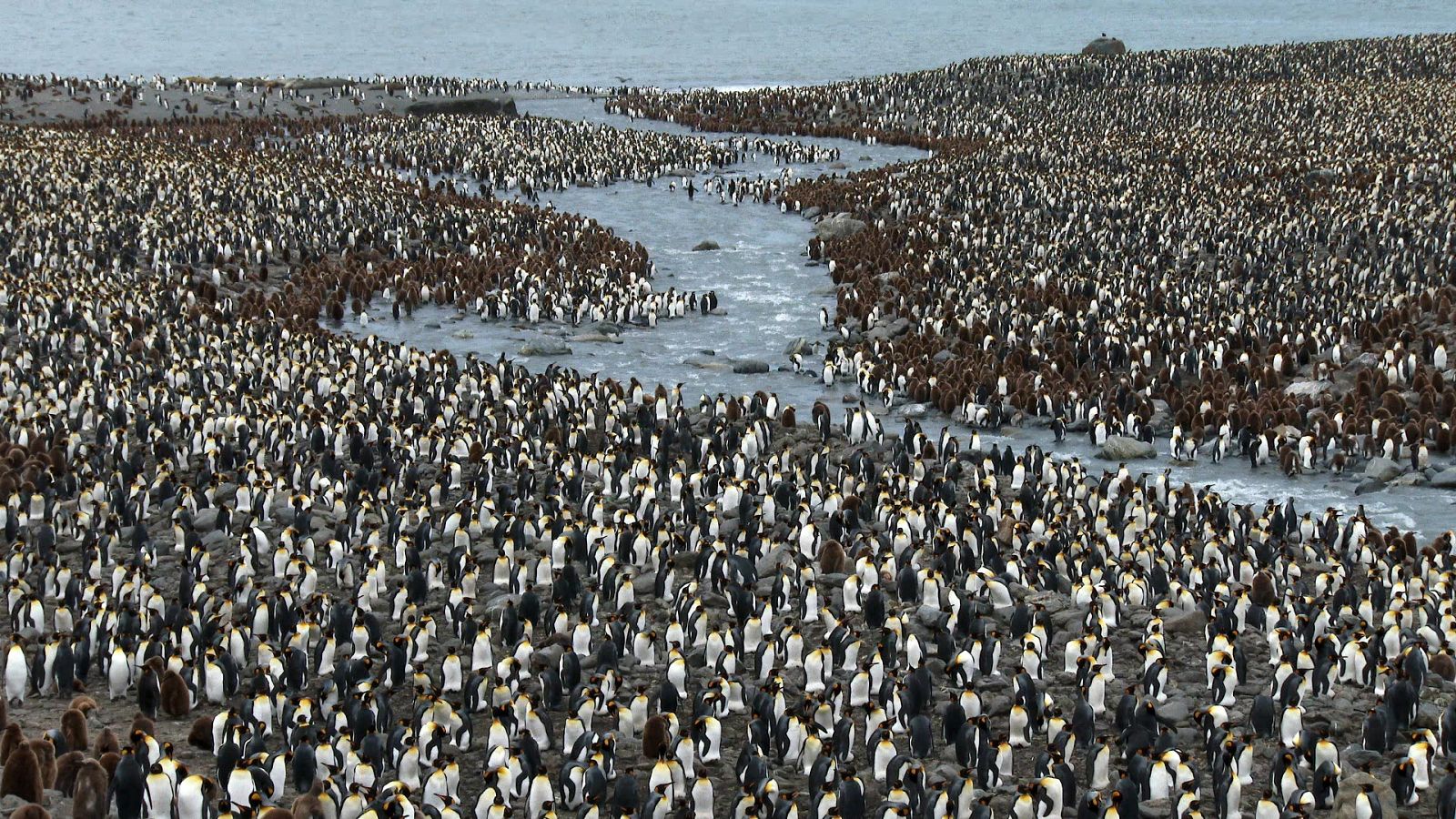 El antártico salvaje - Episodio 3: Continentes conectados - ver ahora