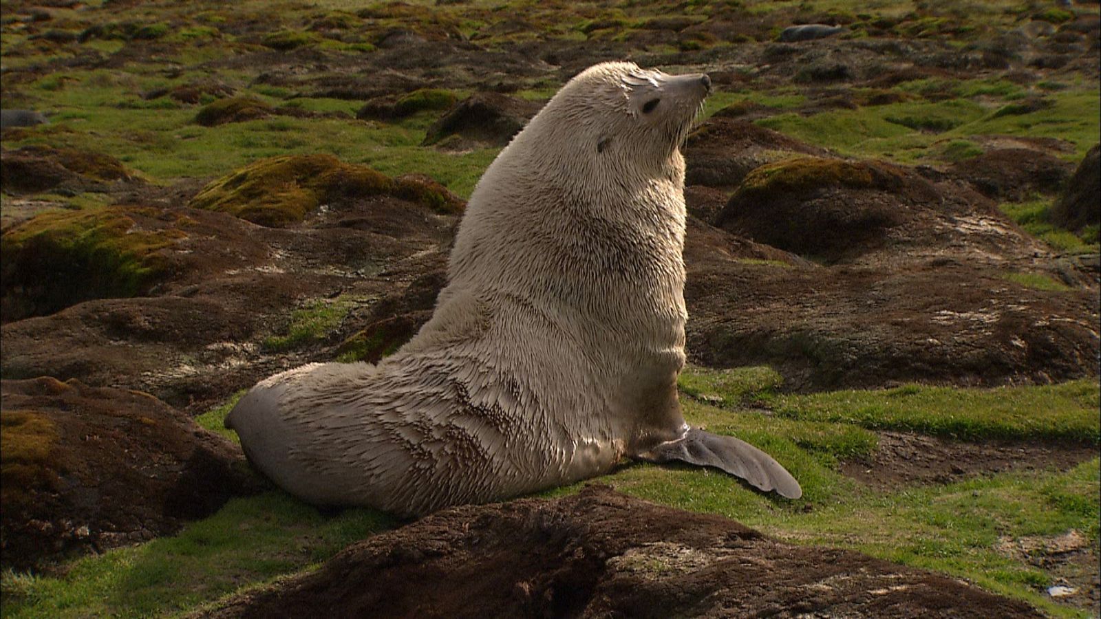 El antártico salvaje - Episodio 4: Islas heladas - ver ahora