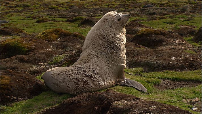 El antártico salvaje - Islas heladas