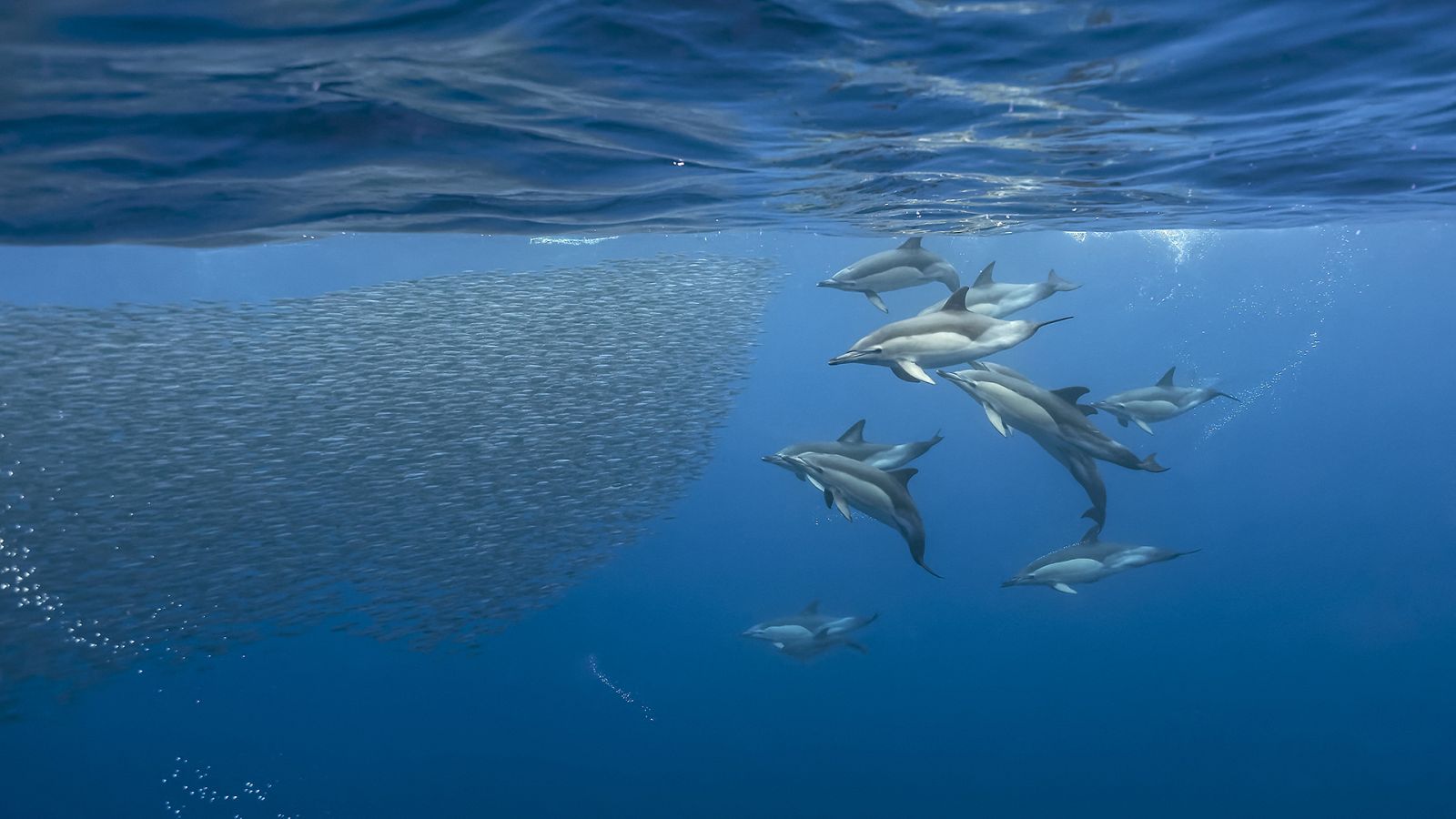 El Mediterráneo, la vida bajo el asedio - Episodio 4: Vejez y renacimiento - ver ahora