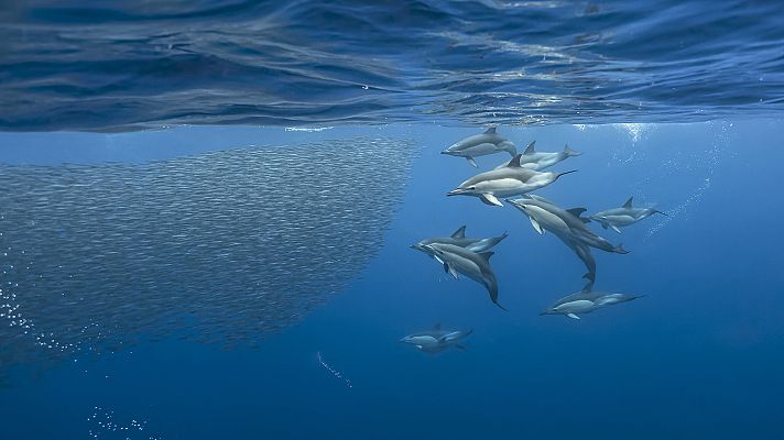 El Mediterráneo, la vida bajo el asedio - Vejez y renacimiento