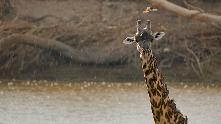 El valle indómito - La llanura de los ébanos