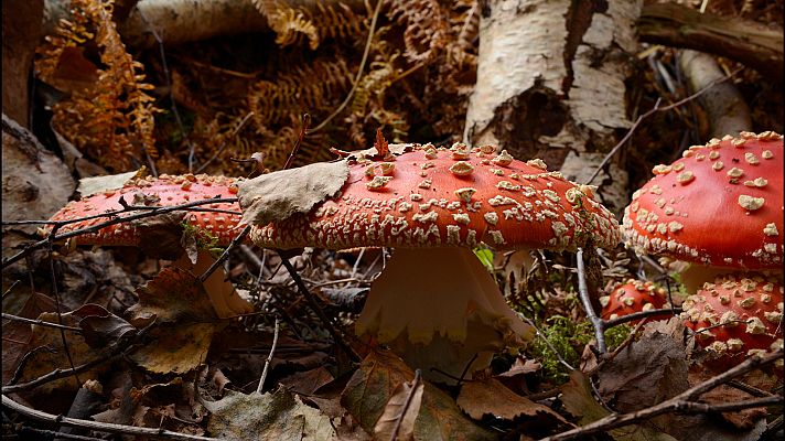 El año de la naturaleza canadiense - Otoño