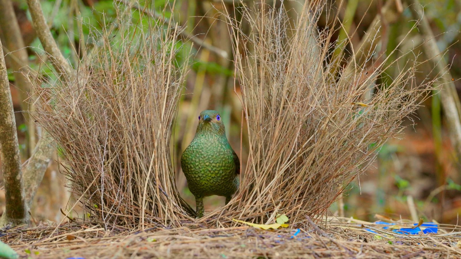 ¡Qué animal! - Arquitectos - ver ahora