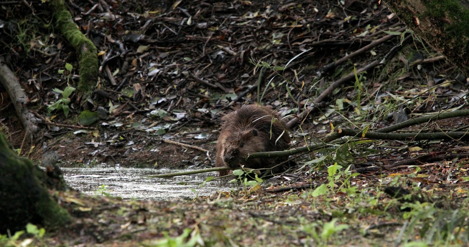 Holanda salvaje - Episodio 2: Bajo el nivel del mar - ver ahora