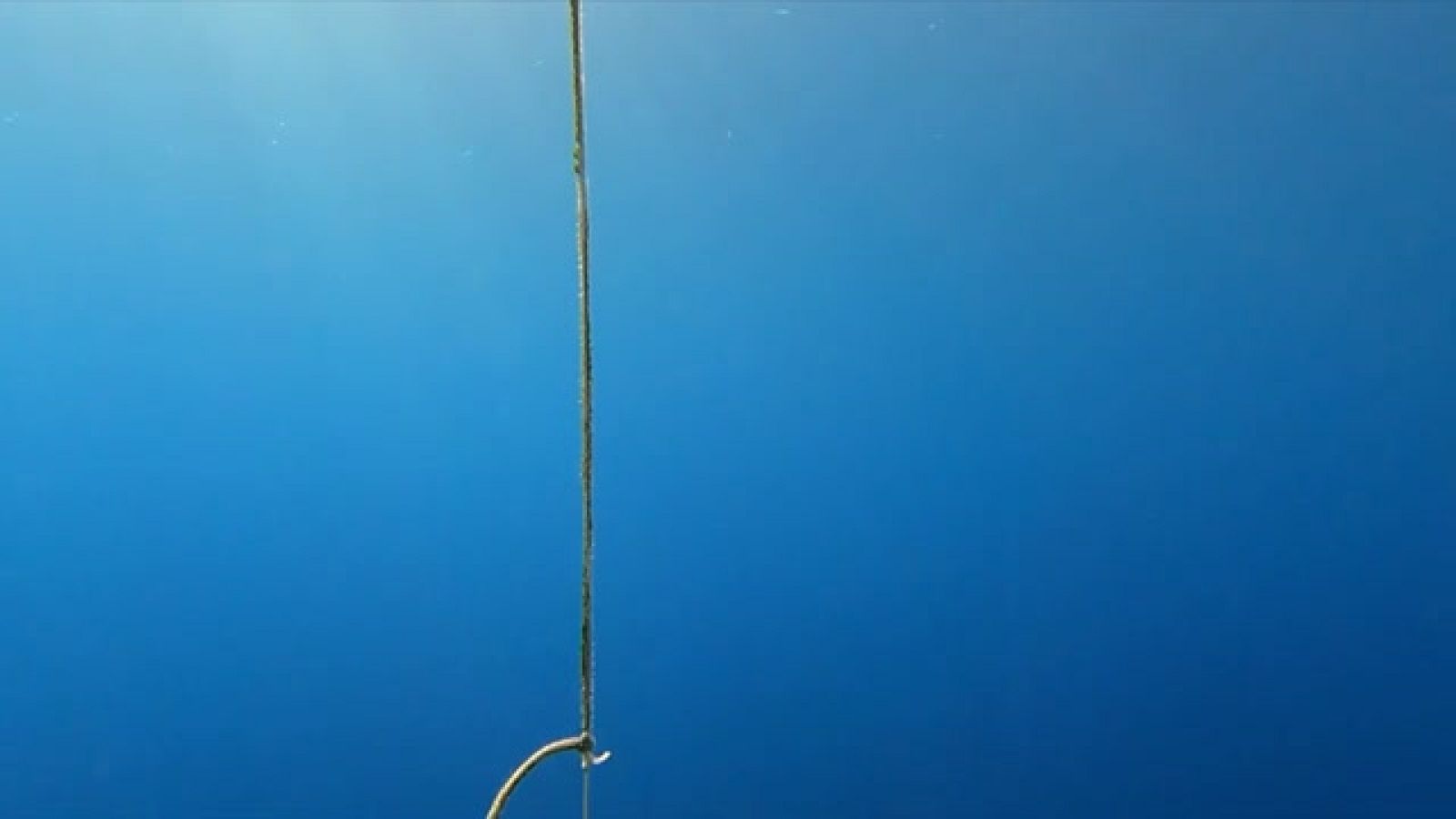 Pioner cultiu d'algues a la costa de Roses