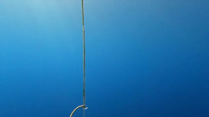 L'Informatiu - Pioner cultiu d'algues a la costa de Roses