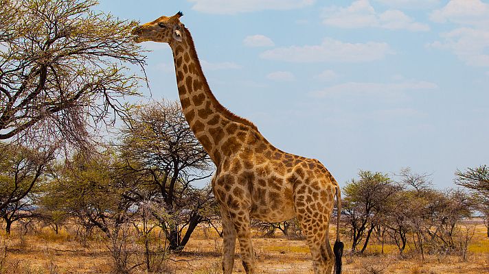 La carrera de la vida - Herbívoros