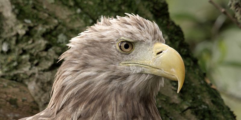 Holanda salvaje - El delta viviente