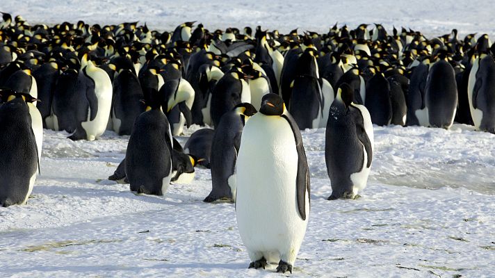 Telediario 2 - El pingüino barbijo más longevo de Europa cumple 40 años