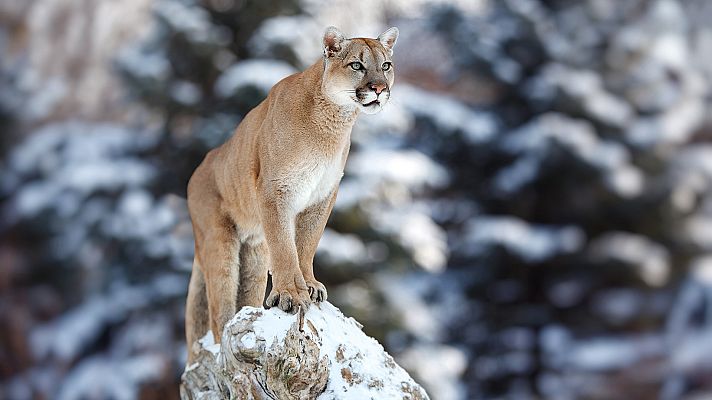 La carrera de la vida - Los grandes felinos