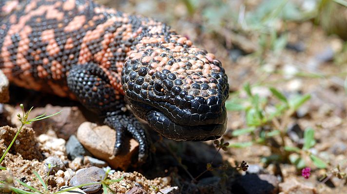 La carrera de la vida - La gran carrera del desierto