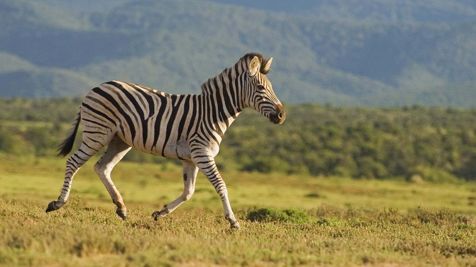 La carrera de la vida - Episodio 9: Las defensas - ver ahora