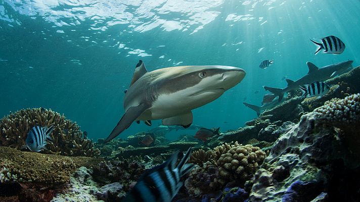 La carrera de la vida - Los depredadores submarinos