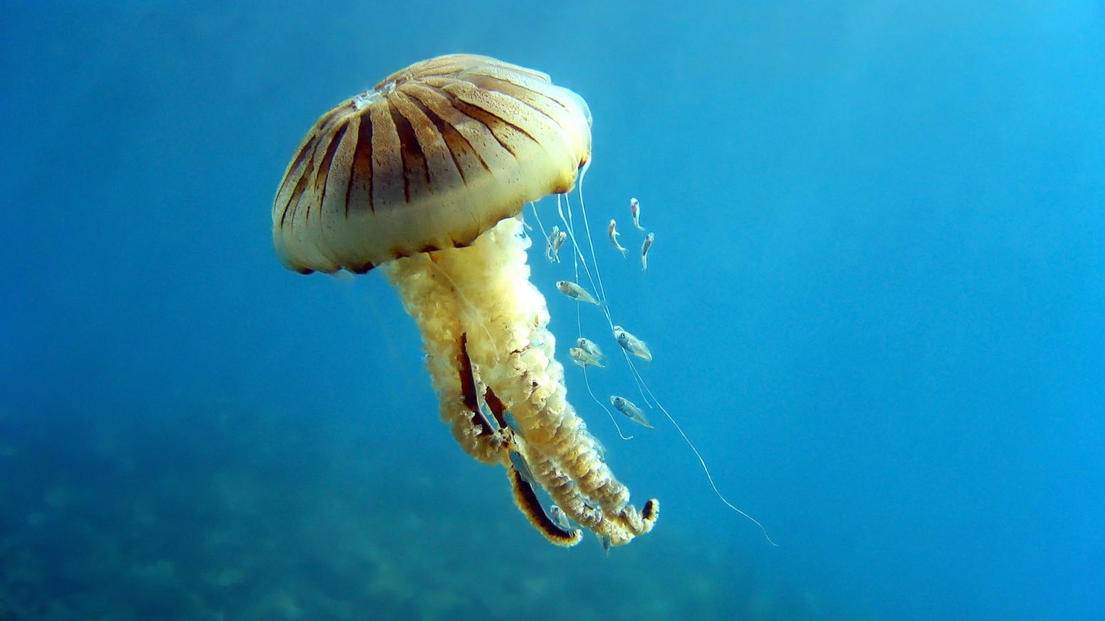 La carrera de la vida - Episodio 11:  Las defensas de las presas submarinas - ver ahora