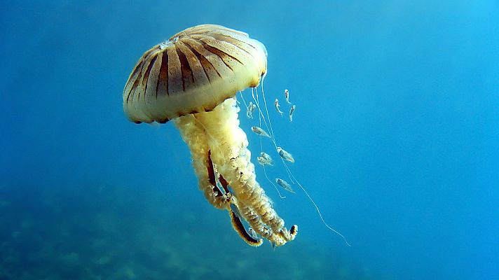La carrera de la vida - Las defensas de las presas submarinas