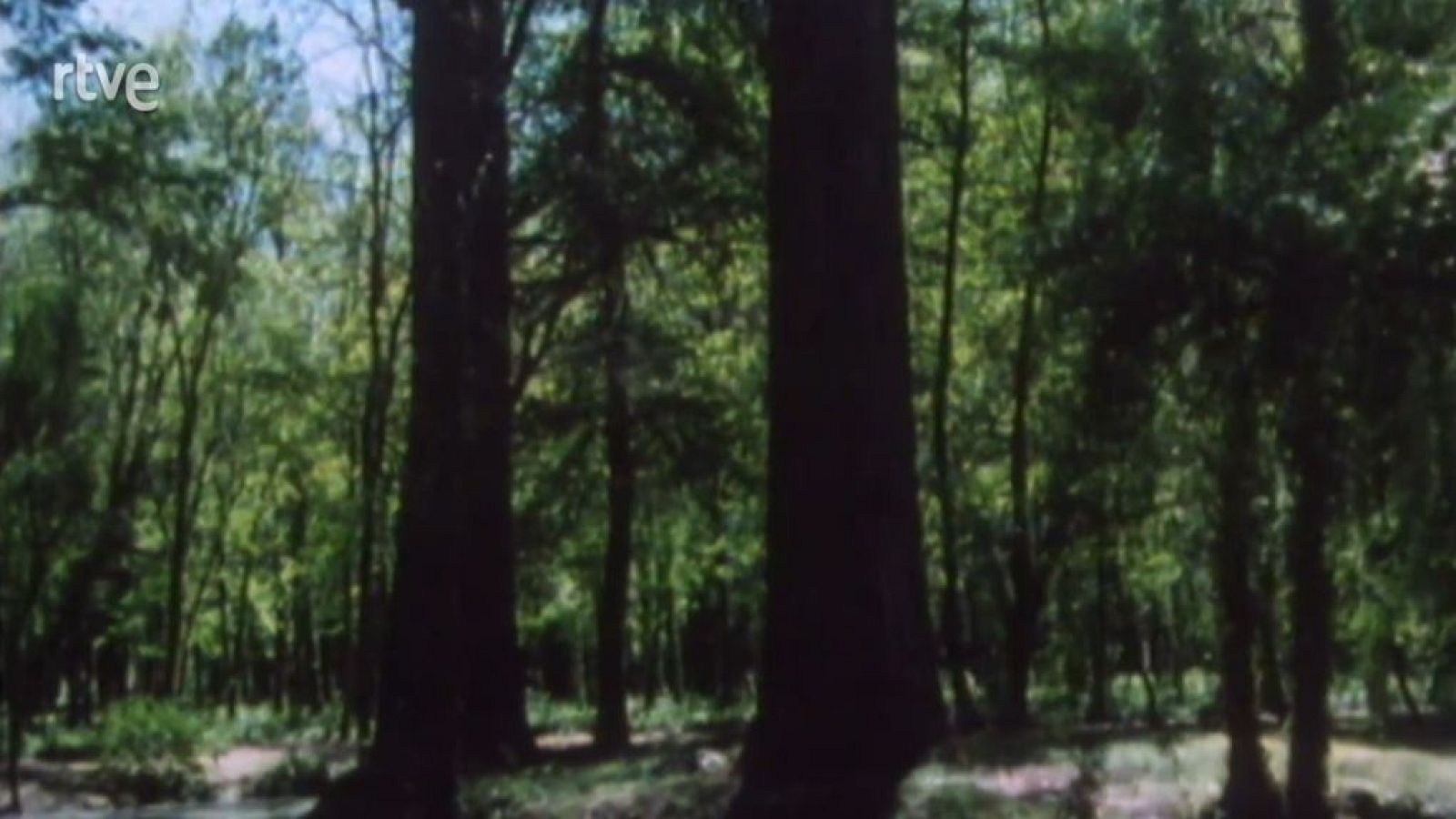 Nuestros árboles - El fresno