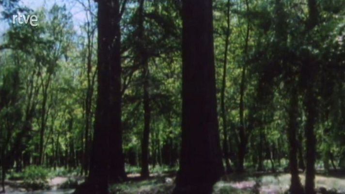 Nuestros árboles - El fresno