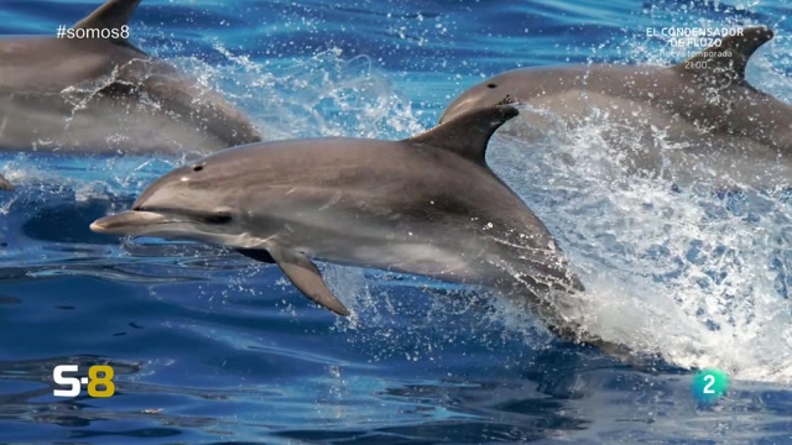 Somos 8 - 11/01/2024 | Magazine de la actualidad canaria - Somos 8 | Ver