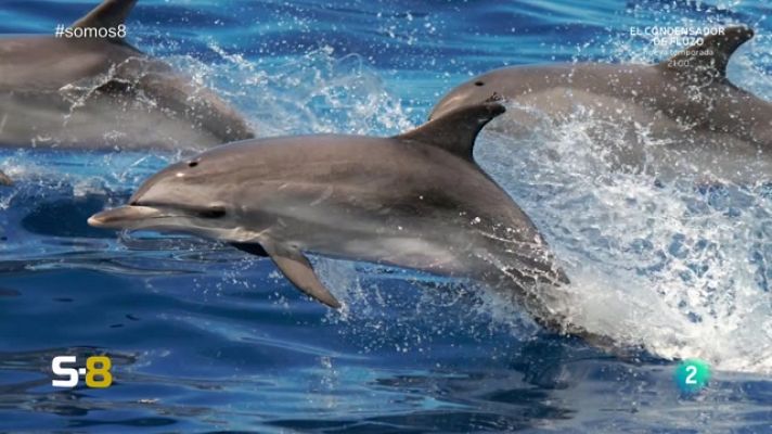 Somos 8 - Somos 8 - 11/01/2024