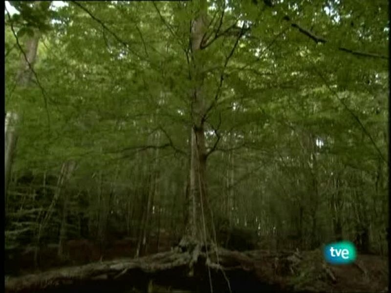 Metrópolis - Arte y Activismo - Metrópolis | Ver