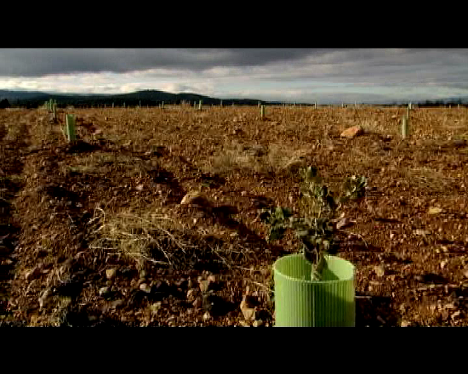El escarabajo verde: El diamante negro de Sarrión (avance)