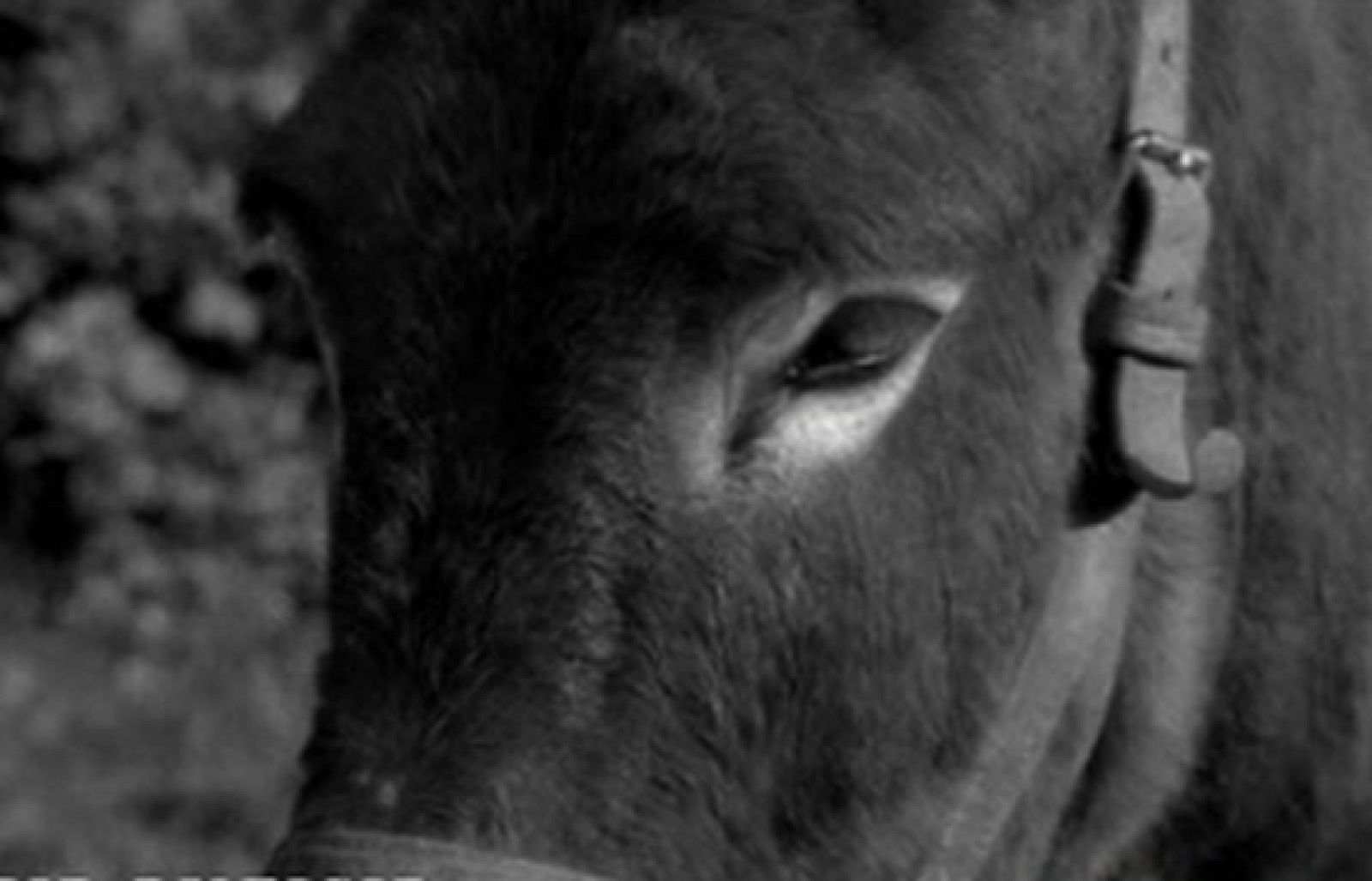 ¿Sabremos vivir sin matar?