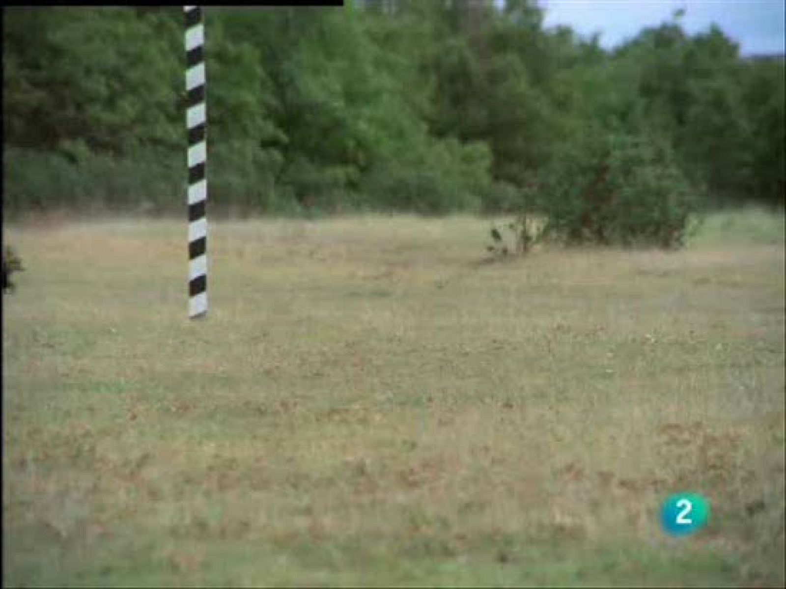 La velocidad del zorro y su astucia le permiten no tener demasiados problemas para capturar a pequeños roedores.