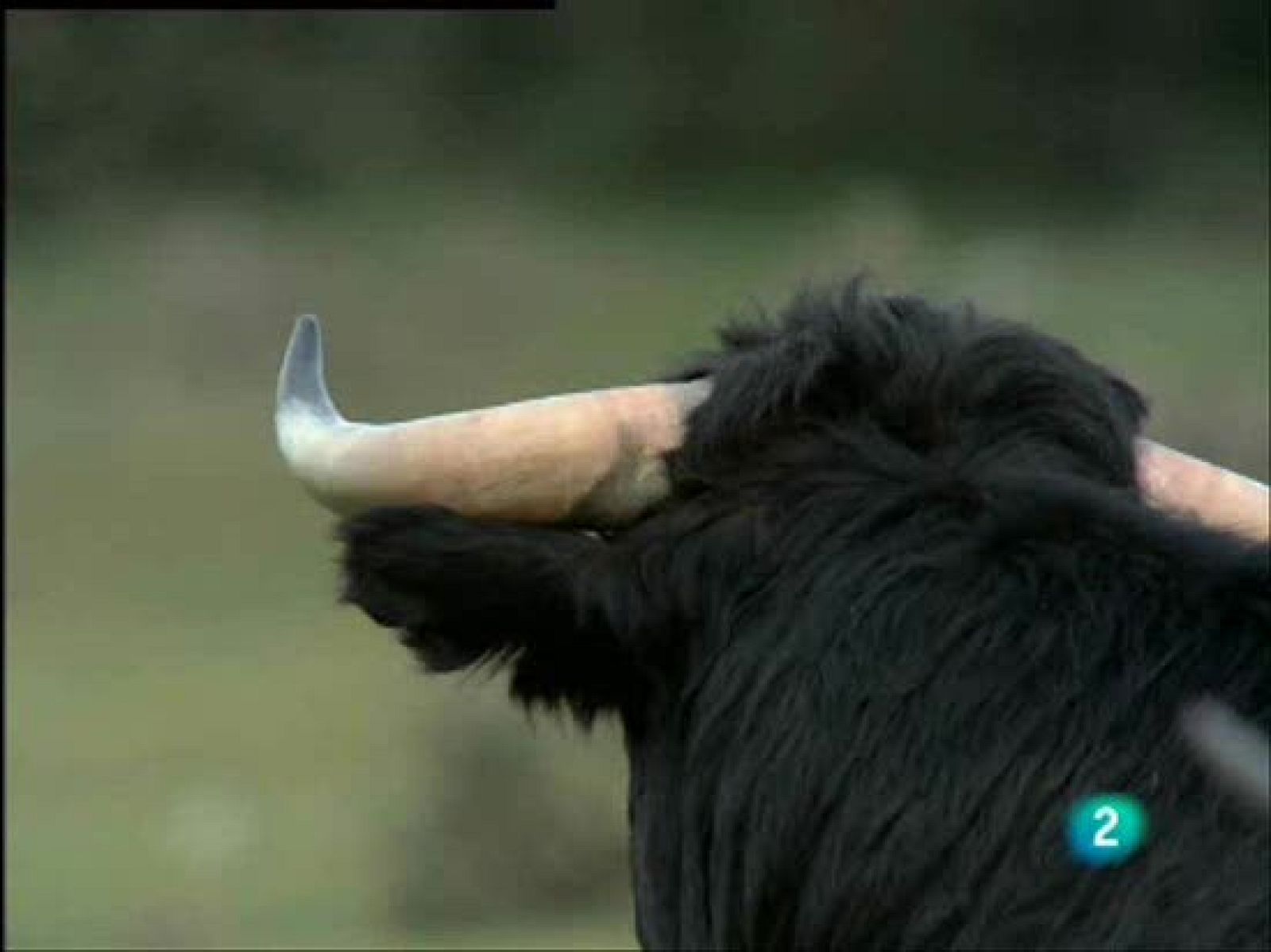 El toro de lidia no destaca por su velocidad, pero no tiene problemas a la hora de defenderse gracias a sus cuernos y su bravura.
