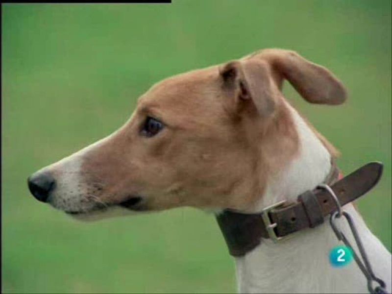 El hombre y la tierra - El galgo español