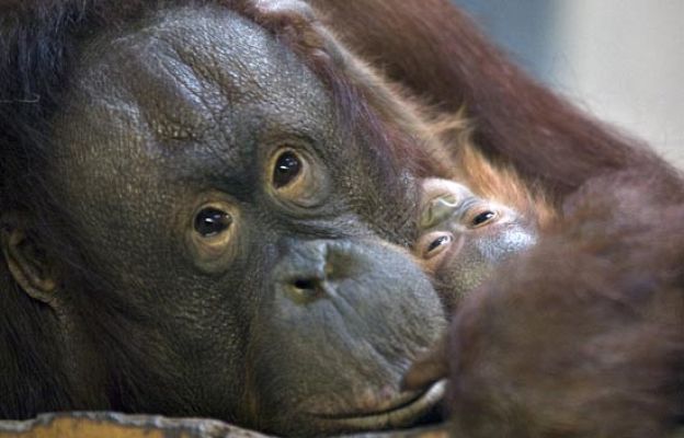 Ciencia y tecnología en Rtve.es - Los orangutanes podrían extinguirse