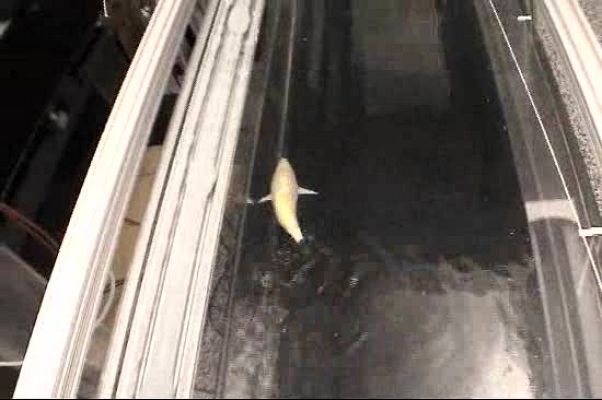 Ciencia y tecnología en Rtve.es - El pez robot