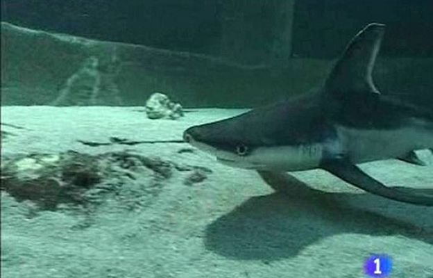 Ciencia y tecnología en Rtve.es - Bucear con tiburones en Madrid