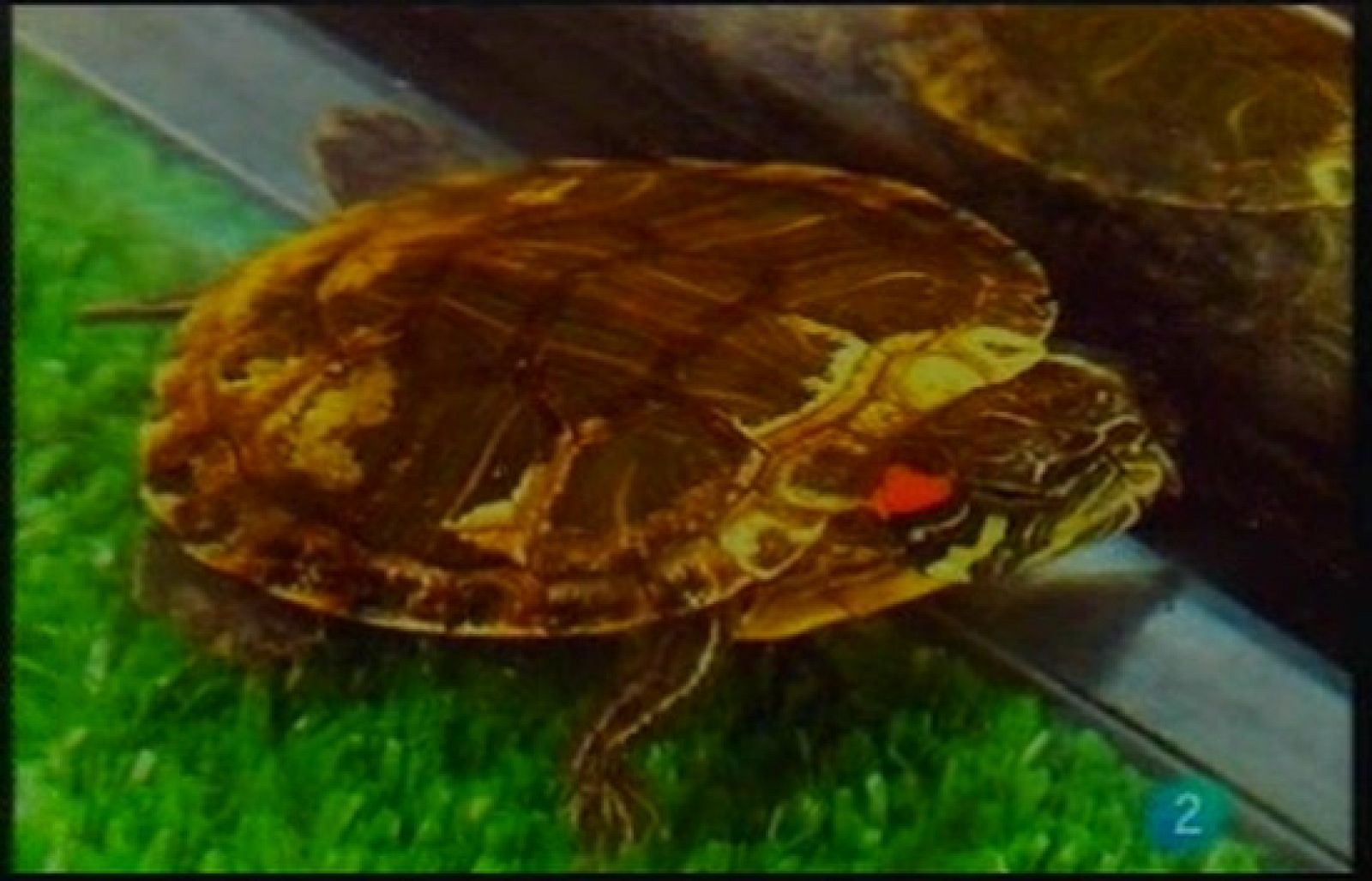 Terra Verda: Estranys a la natura