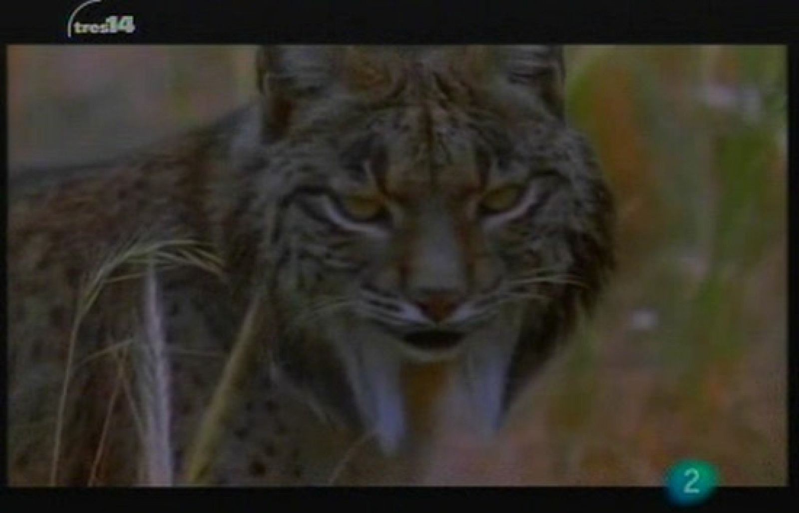 La ley del más fuerte (vida)